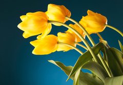 Fototapeta vliesov 145 x 100, 51753452 - back of a gorgeous bouquet of yellow tulips