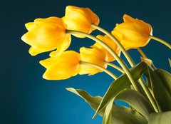Fototapeta plátno 160 x 116, 51753452 - back of a gorgeous bouquet of yellow tulips - zadní nádherné kytice žlutých tulipánů