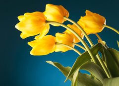 Samolepka flie 200 x 144, 51753452 - back of a gorgeous bouquet of yellow tulips - zadn ndhern kytice lutch tulipn