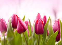 Samolepka flie 100 x 73, 51930622 - Fresh Tulips with Dew Drops