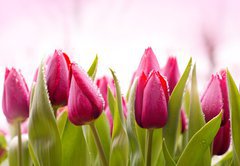 Samolepka flie 145 x 100, 51930622 - Fresh Tulips with Dew Drops