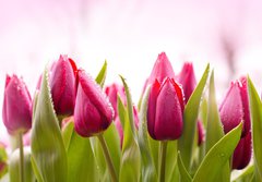 Fototapeta papr 184 x 128, 51930622 - Fresh Tulips with Dew Drops