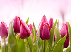 Fototapeta pltno 240 x 174, 51930622 - Fresh Tulips with Dew Drops