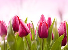 Fototapeta pltno 330 x 244, 51930622 - Fresh Tulips with Dew Drops