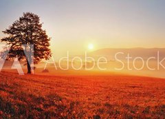 Fototapeta pltno 240 x 174, 52071979 - Tree and sun - Strom a slunce
