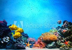 Samolepka flie 145 x 100, 52173106 - Underwater scene. Coral reef, fish groups in clear ocean water - Podvodn scna. Korlov tes, ryb skupiny v ist mosk vod