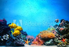 Fototapeta145 x 100  Underwater scene. Coral reef, fish groups in clear ocean water, 145 x 100 cm