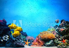 Fototapeta184 x 128  Underwater scene. Coral reef, fish groups in clear ocean water, 184 x 128 cm