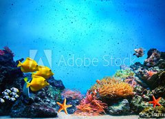 Fototapeta200 x 144  Underwater scene. Coral reef, fish groups in clear ocean water, 200 x 144 cm