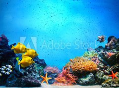 Samolepka flie 270 x 200, 52173106 - Underwater scene. Coral reef, fish groups in clear ocean water - Podvodn scna. Korlov tes, ryb skupiny v ist mosk vod