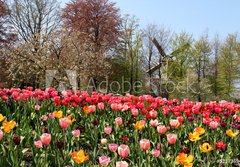 Fototapeta papr 184 x 128, 52173694 - Holland windmills and tulips