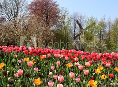 Fototapeta papír 360 x 266, 52173694 - Holland windmills and tulips - Holland větrné mlýny a tulipány
