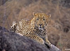 Samolepka flie 100 x 73, 5242992 - Africa-Leopard - Afrika