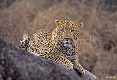 Fototapeta145 x 100  Africa Leopard, 145 x 100 cm