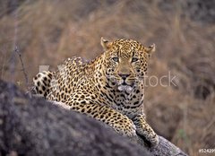 Fototapeta papr 160 x 116, 5242992 - Africa-Leopard - Afrika