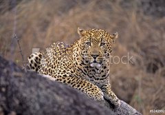 Fototapeta184 x 128  Africa Leopard, 184 x 128 cm