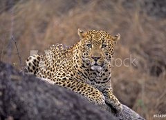 Fototapeta pltno 240 x 174, 5242992 - Africa-Leopard