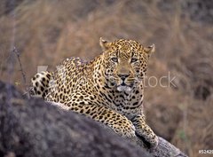 Fototapeta360 x 266  Africa Leopard, 360 x 266 cm
