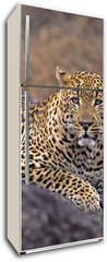 Samolepka na lednici flie 80 x 200, 5242992 - Africa-Leopard