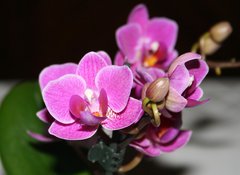 Fototapeta vliesov 100 x 73, 5243512 - orchid