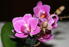 Fototapeta vliesov 145 x 100, 5243512 - orchid