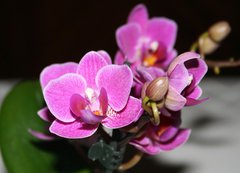 Fototapeta vliesov 200 x 144, 5243512 - orchid