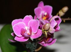 Fototapeta papr 254 x 184, 5243512 - orchid