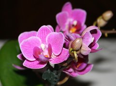 Fototapeta vliesov 270 x 200, 5243512 - orchid