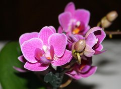 Fototapeta pltno 330 x 244, 5243512 - orchid