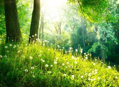 Fototapeta vliesov 100 x 73, 52445445 - Spring Nature. Beautiful Landscape. Green Grass and Trees