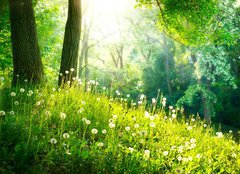 Fototapeta240 x 174  Spring Nature. Beautiful Landscape. Green Grass and Trees, 240 x 174 cm