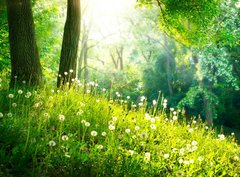 Fototapeta330 x 244  Spring Nature. Beautiful Landscape. Green Grass and Trees, 330 x 244 cm