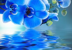 Samolepka flie 145 x 100, 52702092 - ramo de orqudea y reflejo en el agua