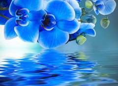 Fototapeta pltno 240 x 174, 52702092 - ramo de orqudea y reflejo en el agua - ramo de orqu dea y reflejo en el agua