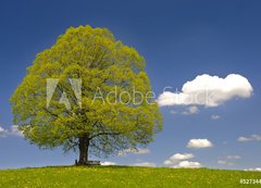 Fototapeta vliesov 200 x 144, 52734449 - Laubbaum Linde im Fr hling