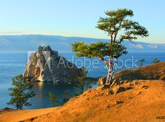 Samolepka flie 270 x 200, 5292797 - Shaman tree - amansk strom