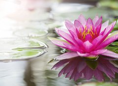 Samolepka fólie 100 x 73, 52988888 - Pink lotus - Růžový lotos