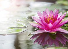 Samolepka flie 200 x 144, 52988888 - Pink lotus - Rov lotos