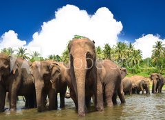 Fototapeta papír 160 x 116, 53076772 - Elephant group in the river - Skupina slonů v řece