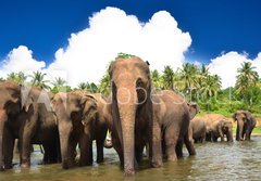 Fototapeta papr 184 x 128, 53076772 - Elephant group in the river