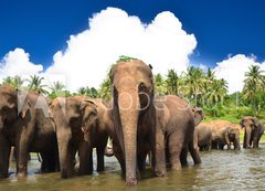 Samolepka flie 200 x 144, 53076772 - Elephant group in the river