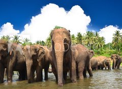 Fototapeta papr 254 x 184, 53076772 - Elephant group in the river