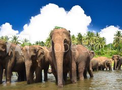 Samolepka flie 270 x 200, 53076772 - Elephant group in the river