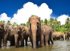 Fototapeta pltno 330 x 244, 53076772 - Elephant group in the river