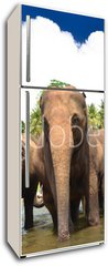 Samolepka na lednici flie 80 x 200, 53076772 - Elephant group in the river