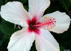 Fototapeta pltno 160 x 116, 5310630 - flor