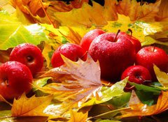 Samolepka flie 100 x 73, 5313769 - Harvest. Autumn still life with red apples and leaves