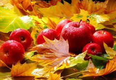 Samolepka flie 145 x 100, 5313769 - Harvest. Autumn still life with red apples and leaves - Sklize. Podzimn zti s ervenmi jablky a listy