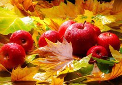 Fototapeta papr 184 x 128, 5313769 - Harvest. Autumn still life with red apples and leaves