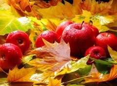 Fototapeta360 x 266  Harvest. Autumn still life with red apples and leaves, 360 x 266 cm